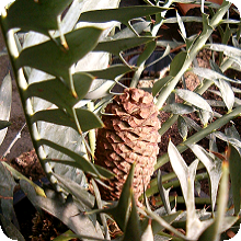 E. horridus