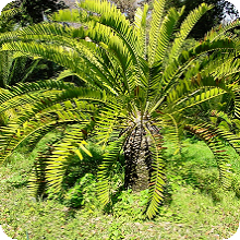 E. longifolius