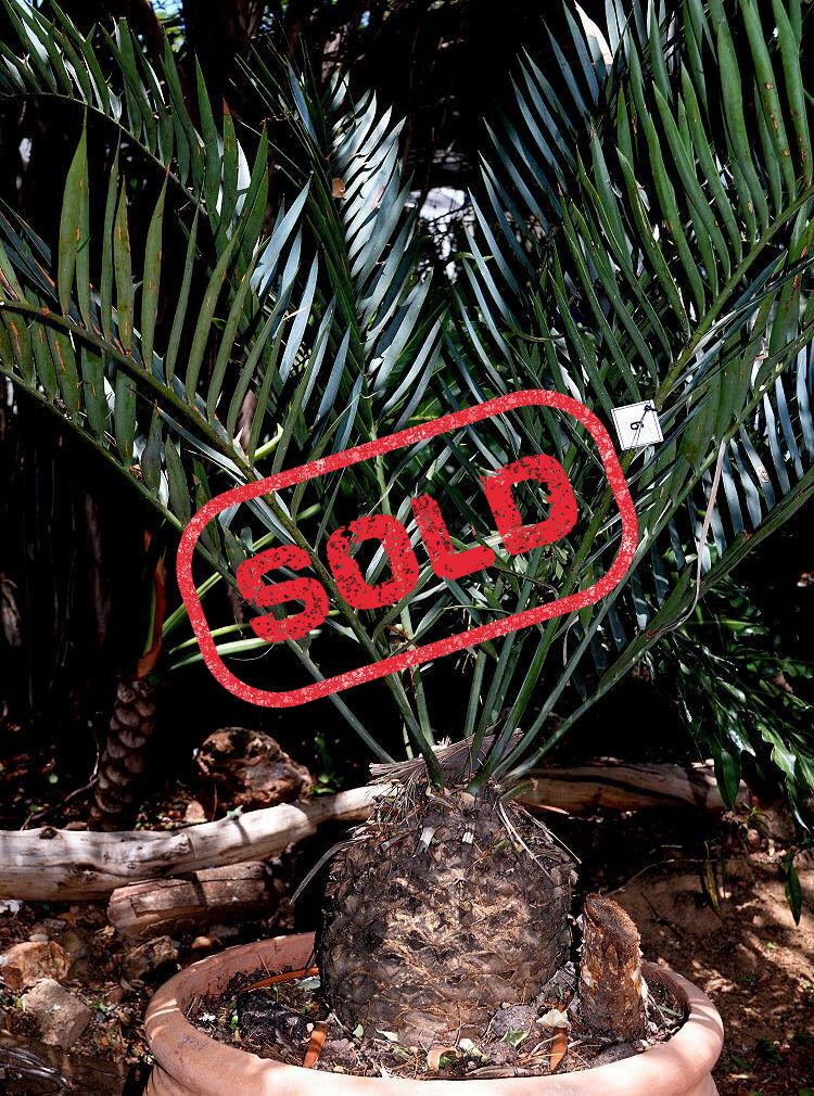 Bushman’s River Cycad
