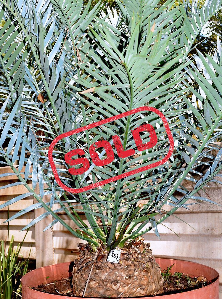 Bushman’s River Cycad