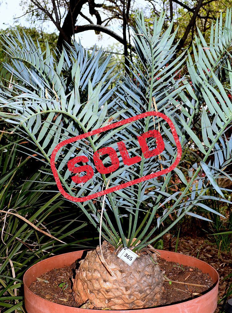 Bushman’s River Cycad