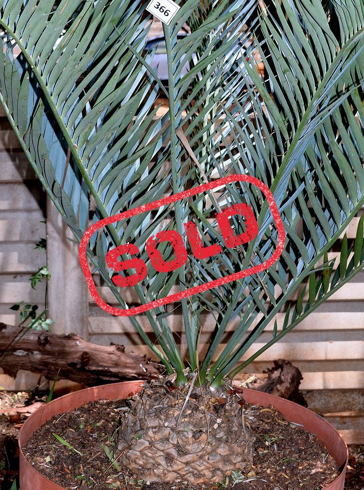 Bushman’s River Cycad