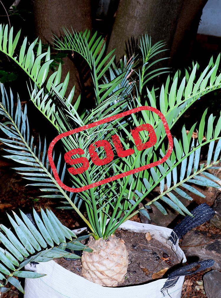 Bushman’s River Cycad
