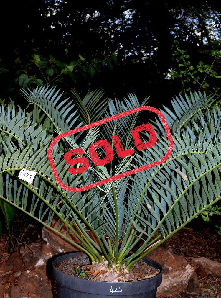 Bushman&rsquo;s River Cycad