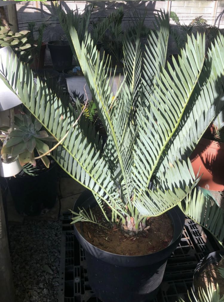 Middelburg Cycad