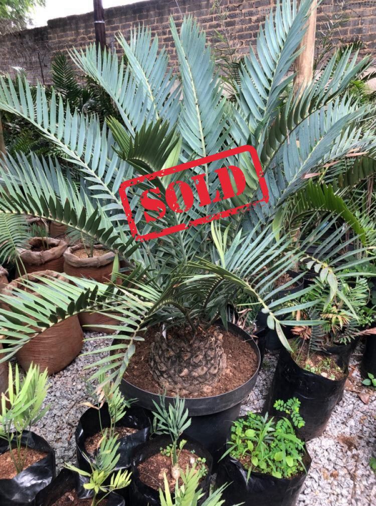 Suurberg Cycad